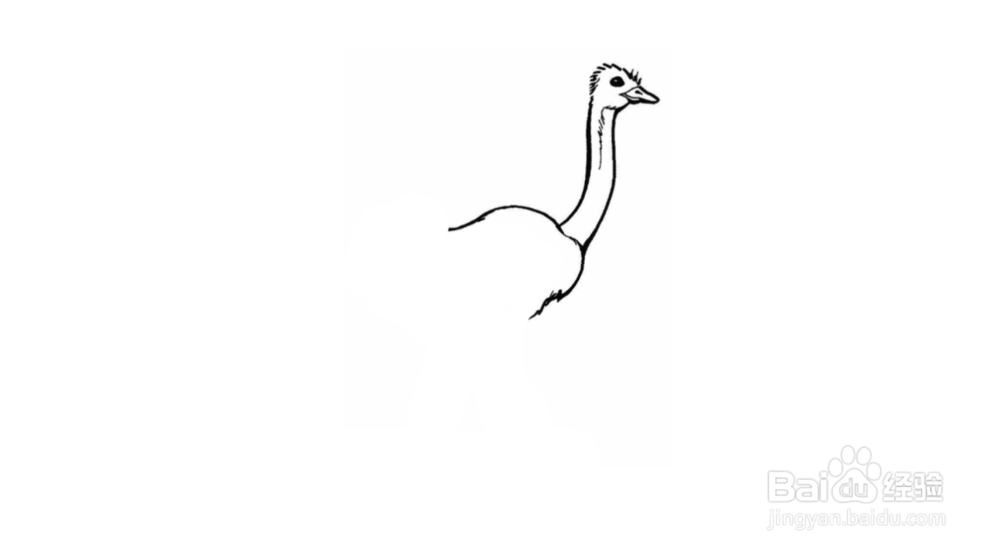 鸵鸟简笔画如何画