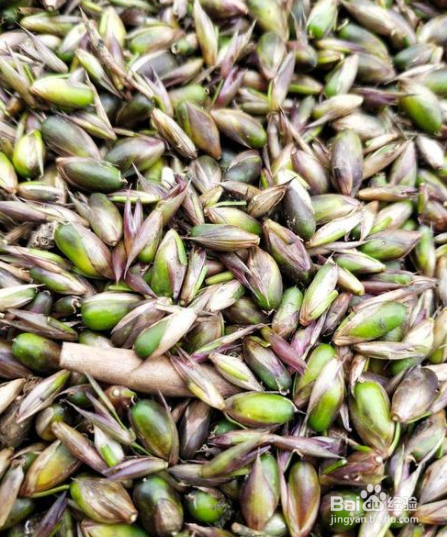 米竹种子如何种植