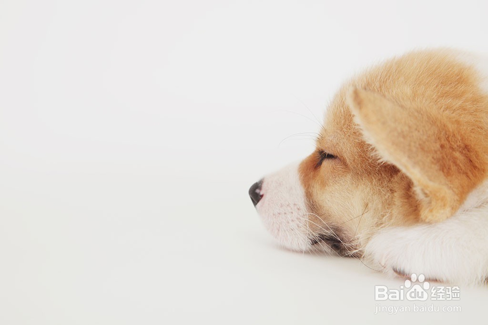 狗狗的睡眠状态