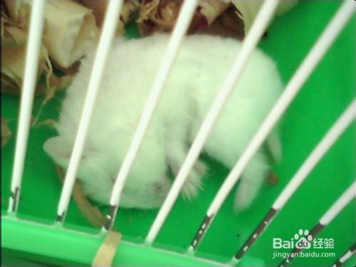 夏天帮仓鼠避暑的方法