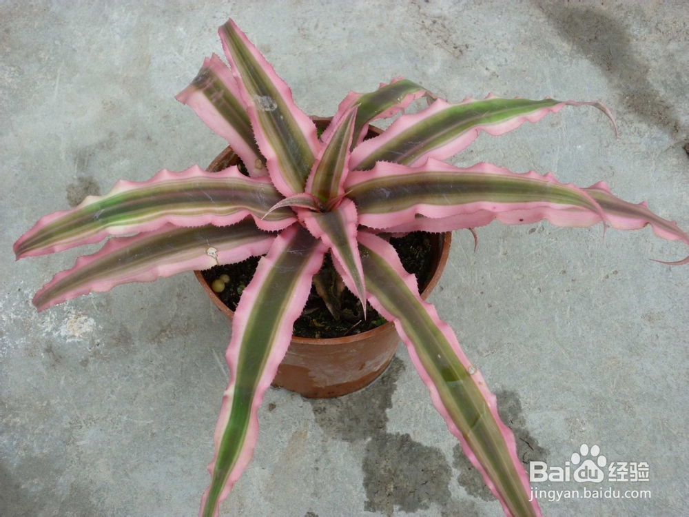 姬凤梨养殖方法及注意事项