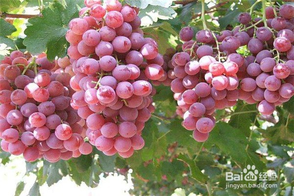 该怎么嫁接葡萄并合理安排嫁接时间呢？