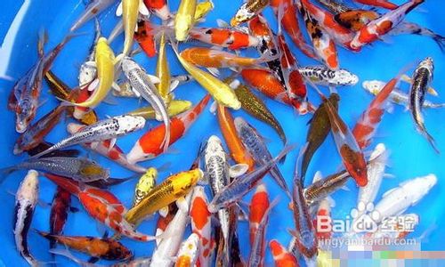 怎样挑选饲养锦鲤幼鱼