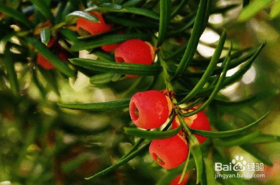 哪些植物不怕冷？