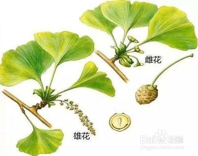 识别银杏树雌雄株的方法
