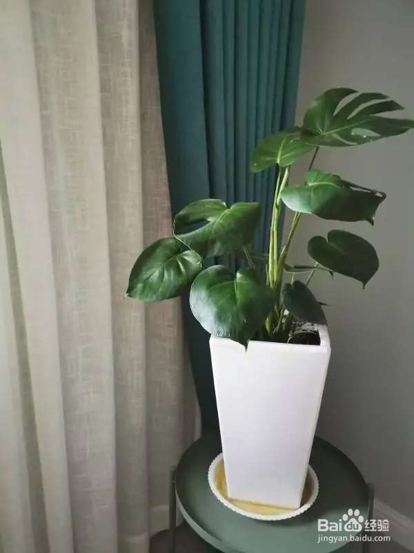 养花先养根,根系壮了,花才长得更好