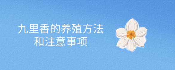 九里香的养殖方法和注意事项