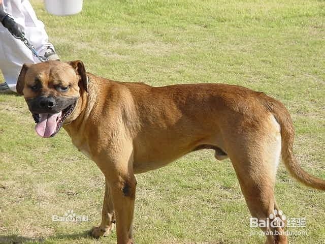 大型护卫犬有哪些