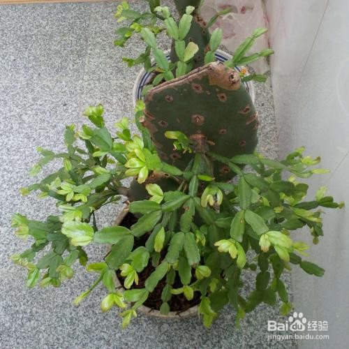 蟹爪兰嫁接时间和方法