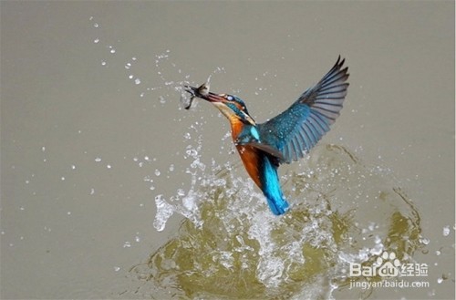 相机拍摄飞鸟技巧