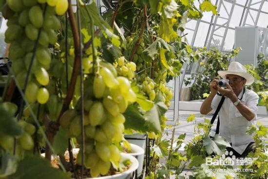 世葡博览园出游小贴士