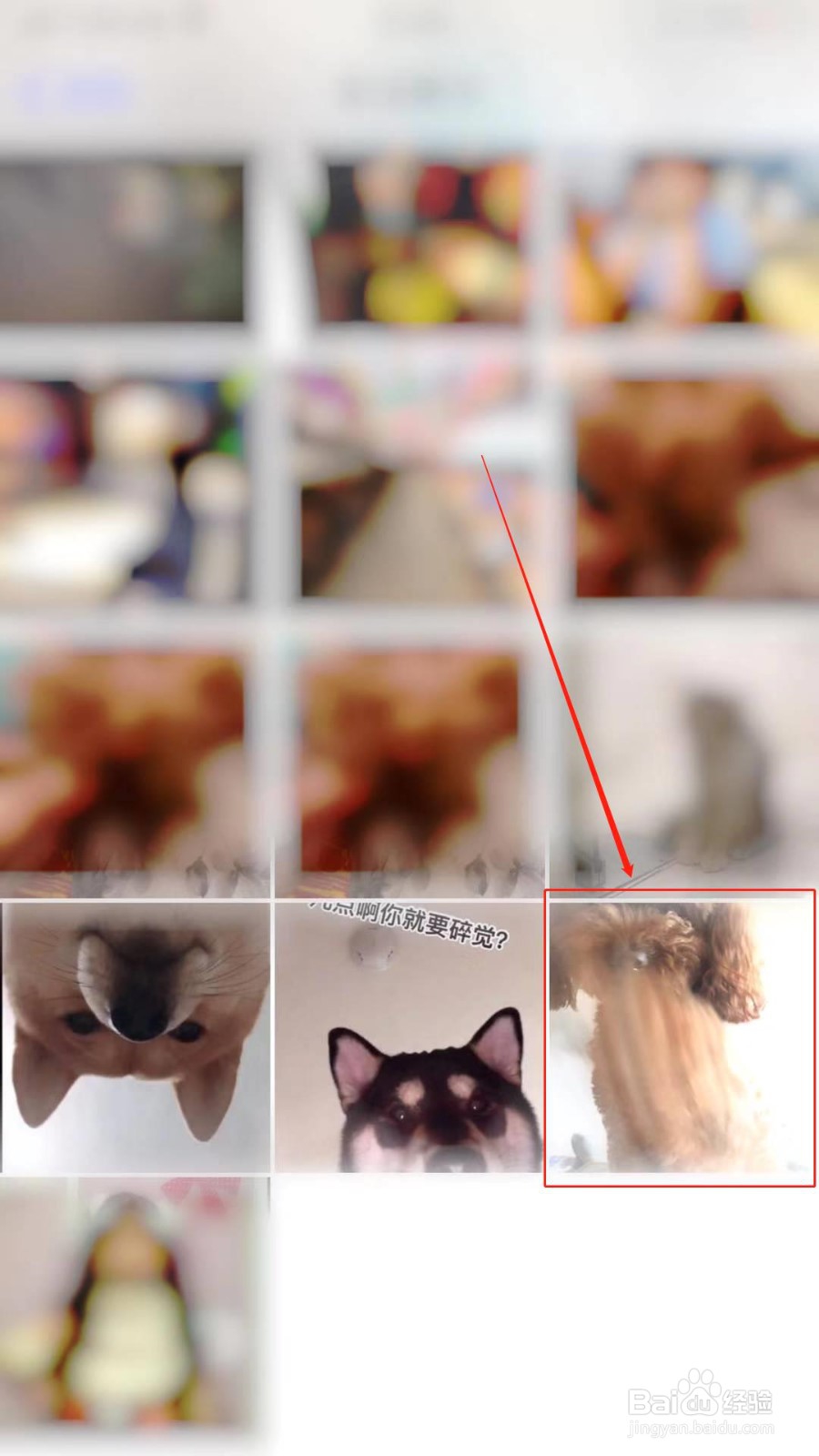 苹果动态壁纸怎么设置