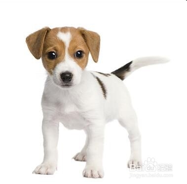 狗狗耳螨小妙招