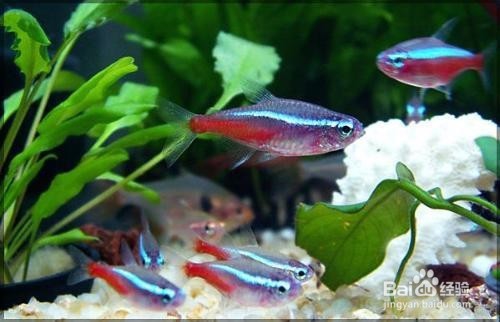 新手适合在家里养哪些观赏鱼？