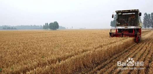 小麦的麦芒有什么作用