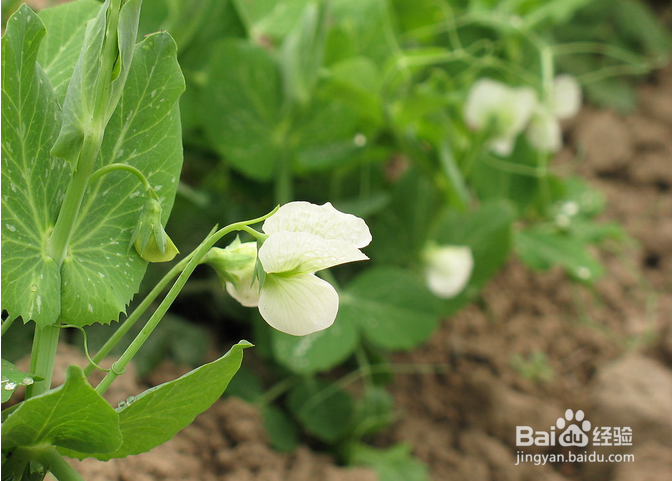 春季健康养生原则