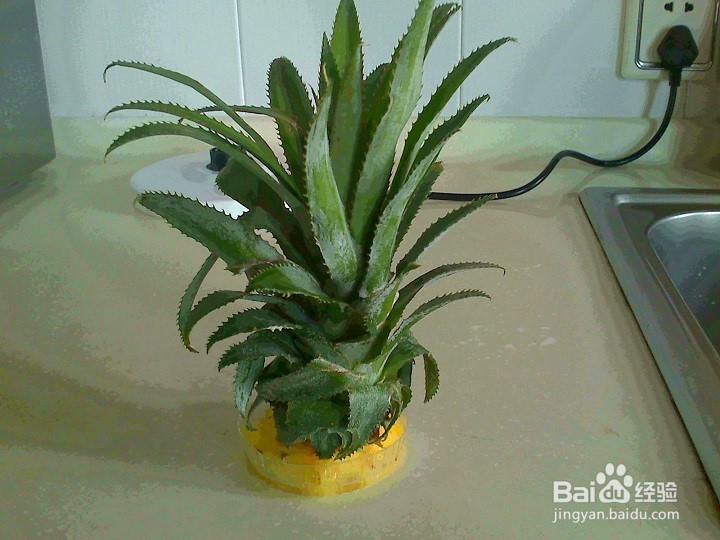 怎样将废弃的菠萝叶做成绿叶花