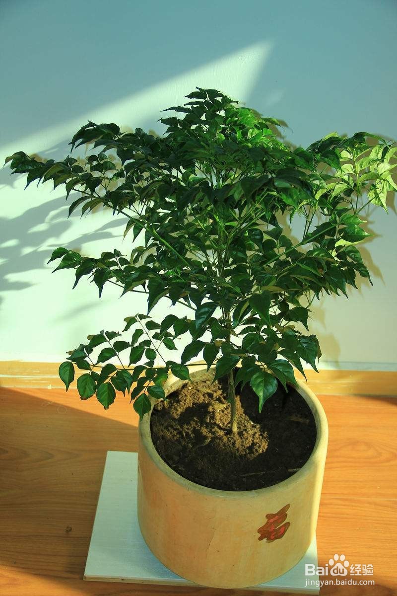 幸福树的养殖方法以及注意事项
