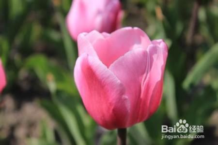 这4种花，就在冬天长得旺，花开的又多又艳，快来瞧瞧！