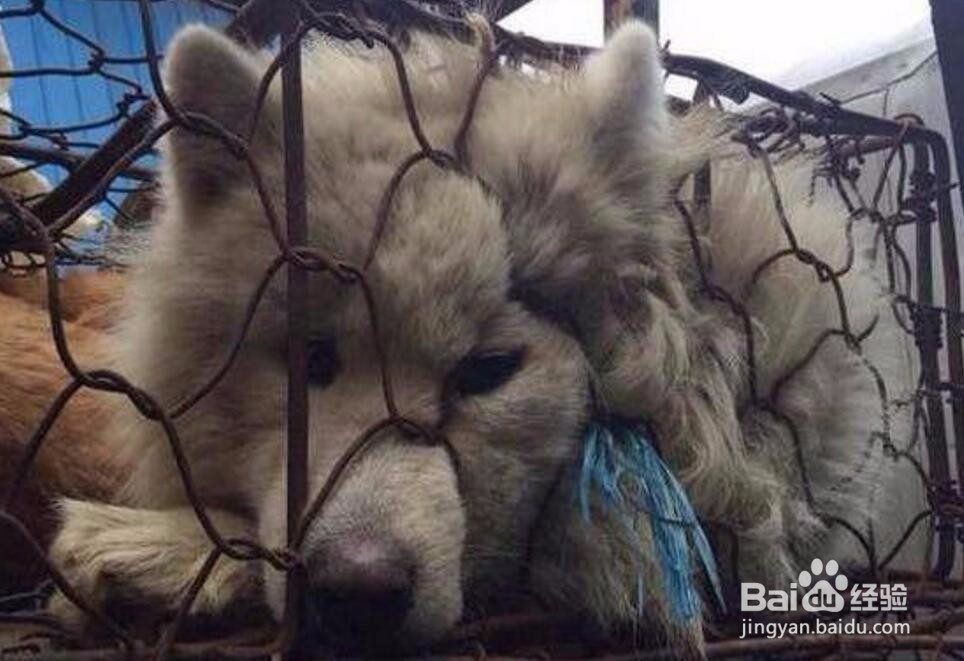 男子狗肉摊买下一只狗,回家发现……