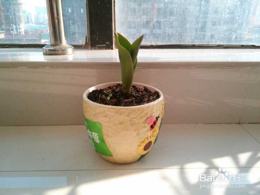 在阳台种植郁金香的生长过程