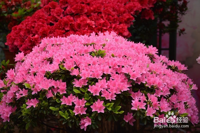 哪些花观赏价值较高