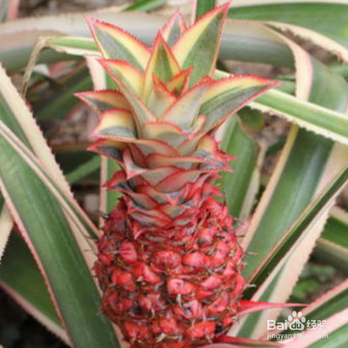 养殖艳凤梨的方法和注意事项