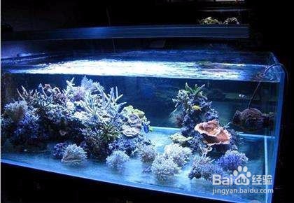 ​水族箱的置景材料和配景材料各有哪些