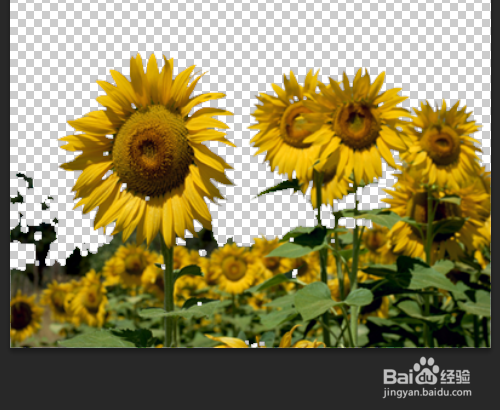 PSCC 如何应用魔棒工具之实例操作