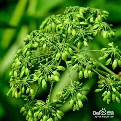 种植白芷需要哪些？