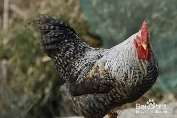 芦花鸡的外貌特征