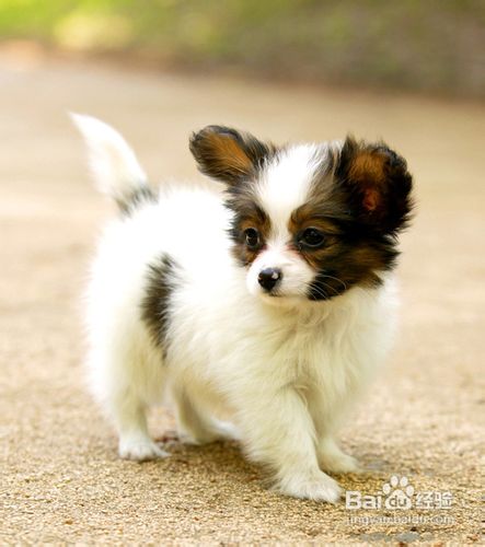 蝴蝶犬怎么养？