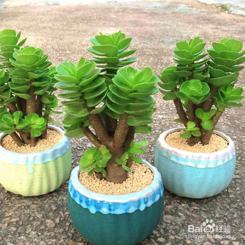 金钱木叶子发黄变软怎么办?