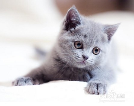 怎么自己治疗猫咪的简单疾病