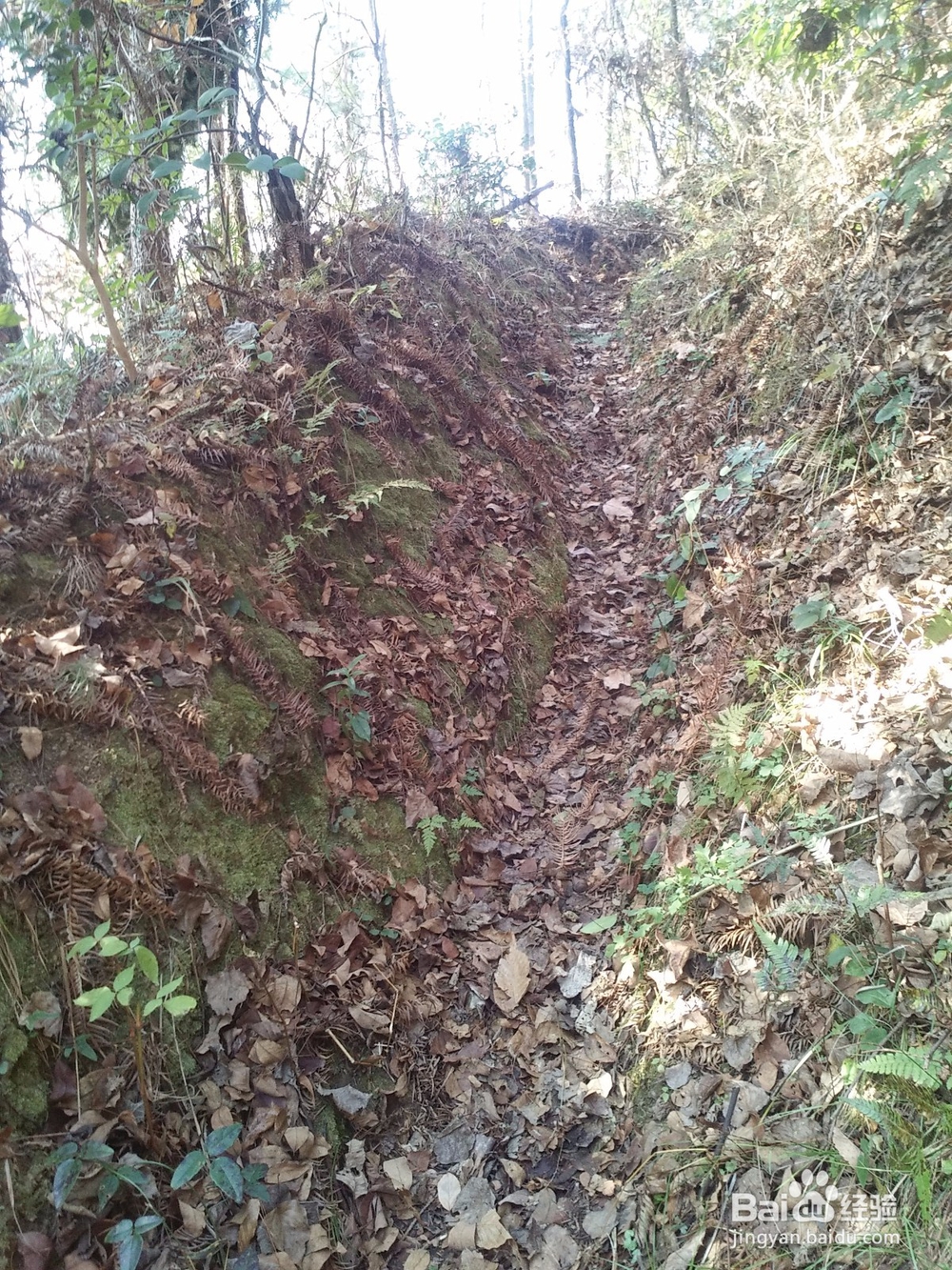 扶贫实现鸣凤人乡村旅游梦想记实