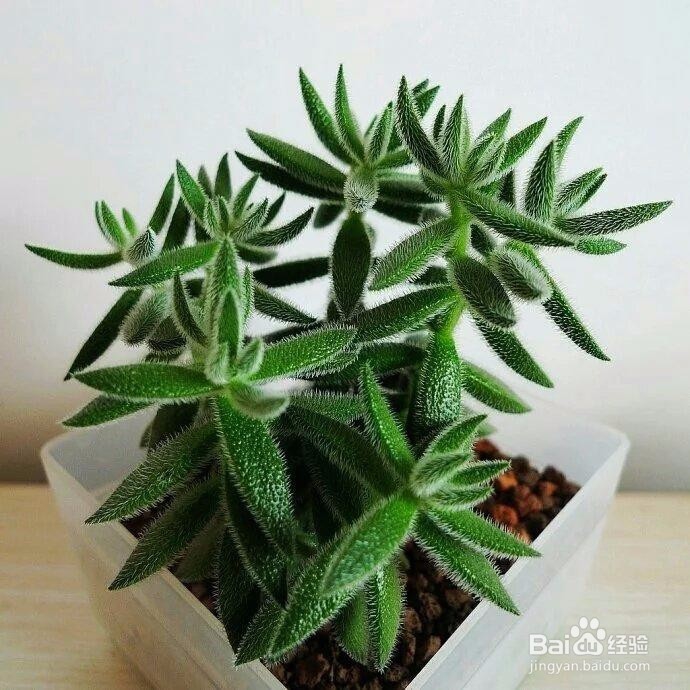 绒针多小苗怎么养