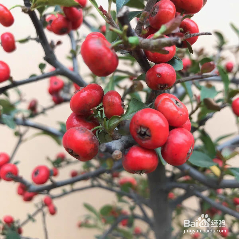 火棘果怎么吃