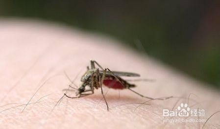 如何对付蚊子叮咬 吐唾沫还是热敷
