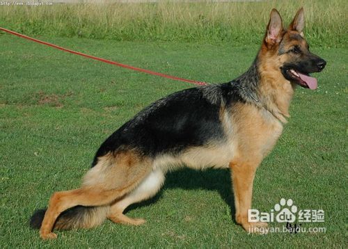 买狗时怎样判断德牧是否健康