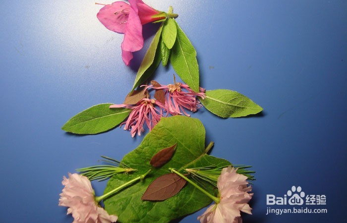 植物艺术画拼装漂亮的深林公主