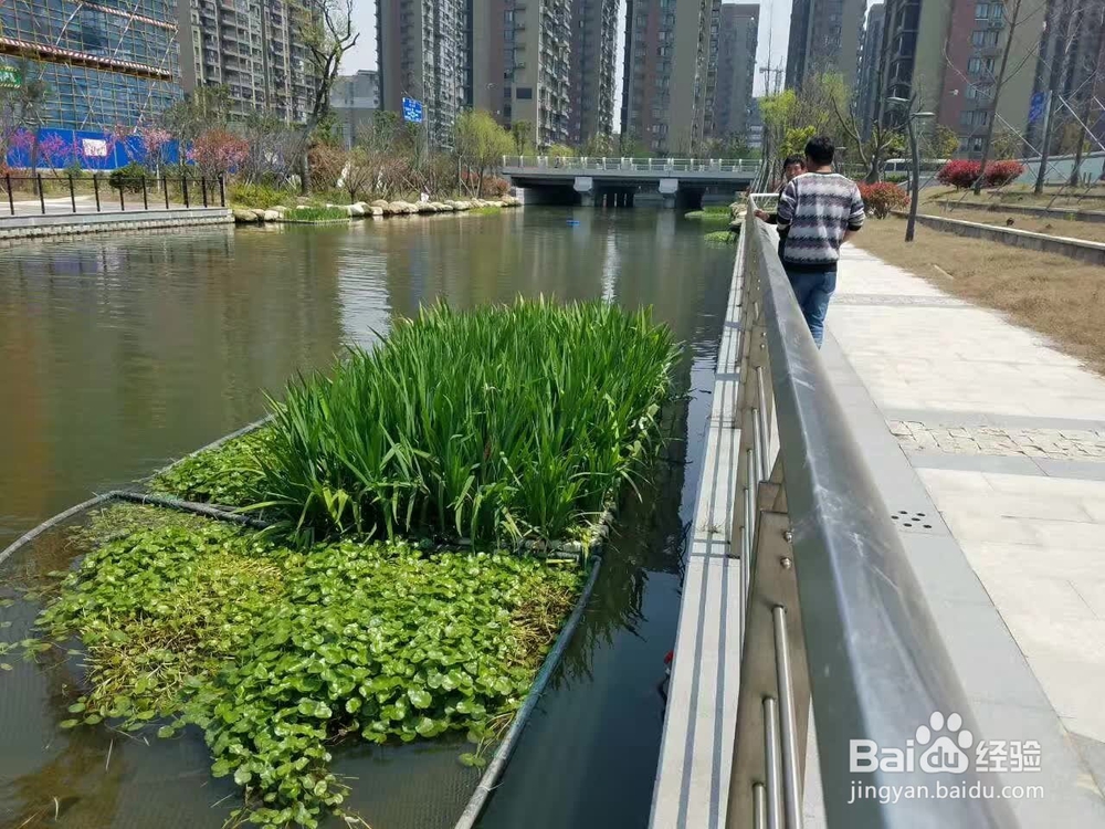 利用人工生态浮岛怎么改善水质