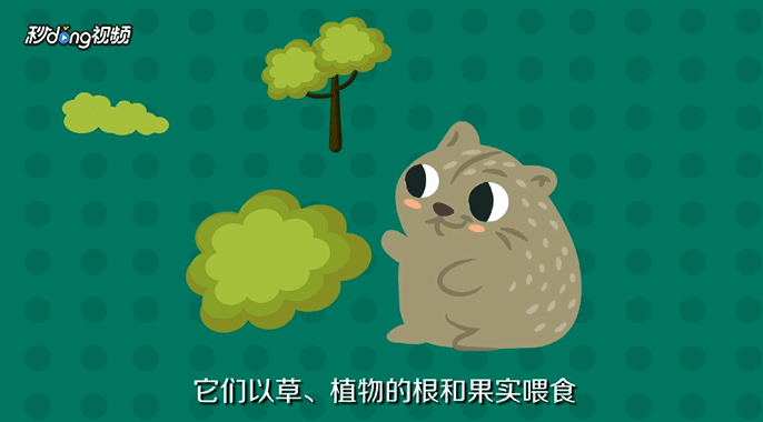 荷兰猪吃什么的呢