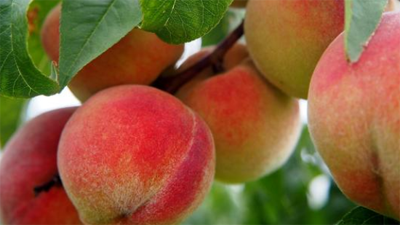 吃水果快速通便好方法