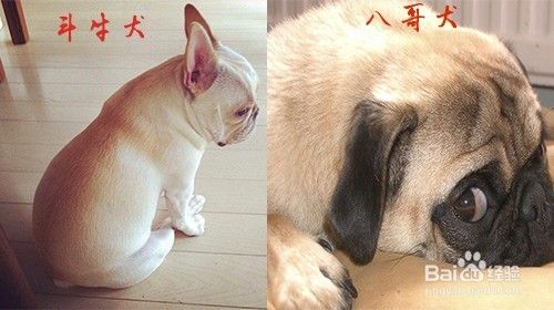 斗牛犬和八哥犬的区别 百度经验