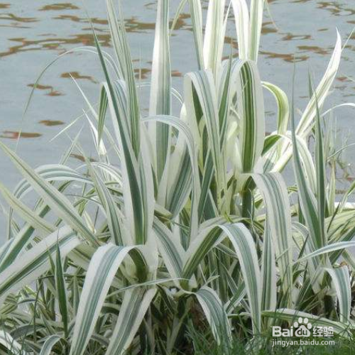 花叶芦竹怎么培育