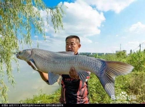 国庆节钓鱼技巧