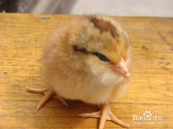 养一只土鸡需要多少成本？(图文)