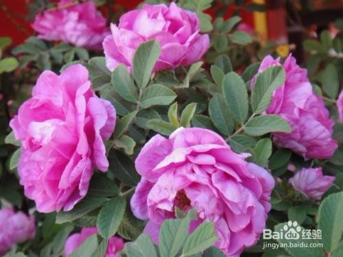 四季玫瑰怎么养