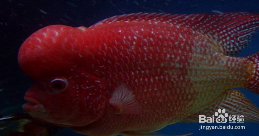 马罗汉鱼的饲养方法