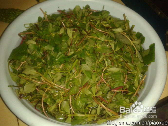 马齿苋饺子——家庭野菜系列1